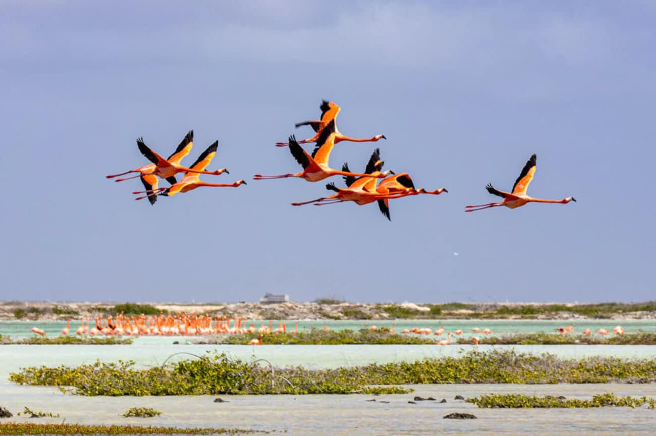 The Bellafonte Bonaire Hotel | Adventures