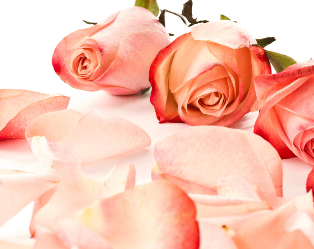 The Bellafonte Bonaire Hotel | Bonaire